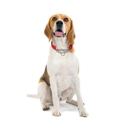 Stainless Steel Chain Martingale Collar