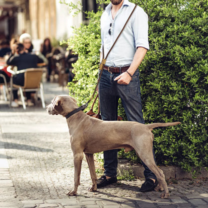 Adjustable Hands-free Dog Leash